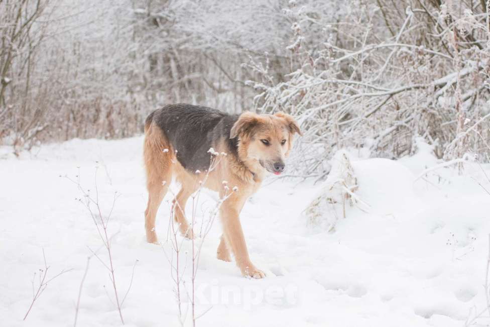 Собаки в Москве: Темари Девочка, Бесплатно - фото 3