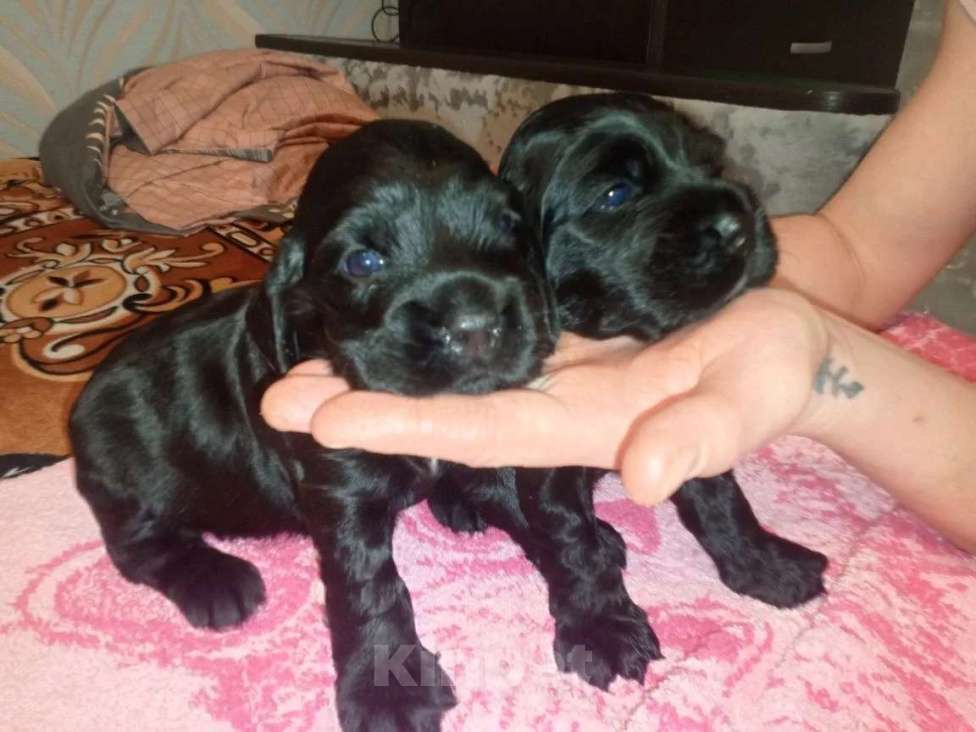 Собаки в Омске: Русский спаниэль Девочка, 8 000 руб. - фото 3