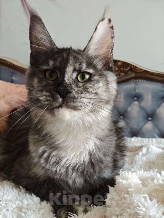 Кошки в Чайковском: Девочка Мейн кун.  MCO окрас- fs (дымная черепаха ) Девочка, 35 000 руб. - фото 3