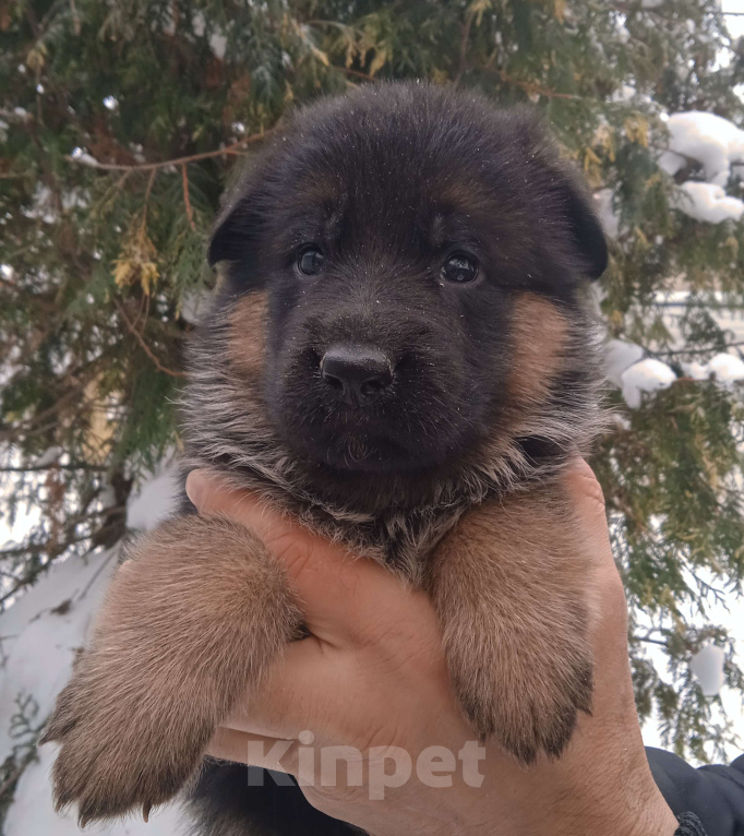 Собаки в Санкт-Петербурге: Шикарные щенки немецкой овчарки Девочка, 50 000 руб. - фото 1