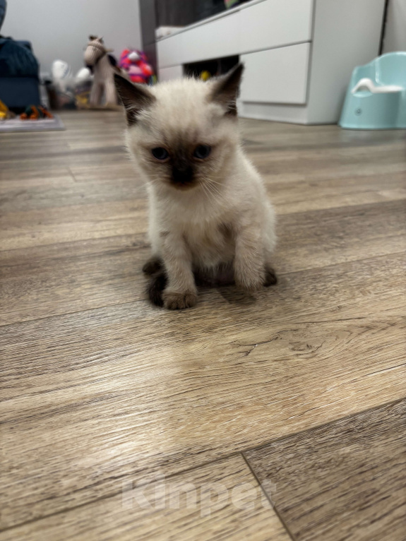 Кошки в Москве: Котёнок Гав  Девочка, Бесплатно - фото 6