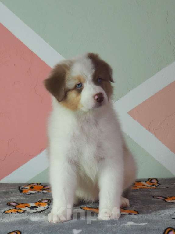 Собаки в Липецке: Австралийская овчарка Мальчик, 100 000 руб. - фото 3