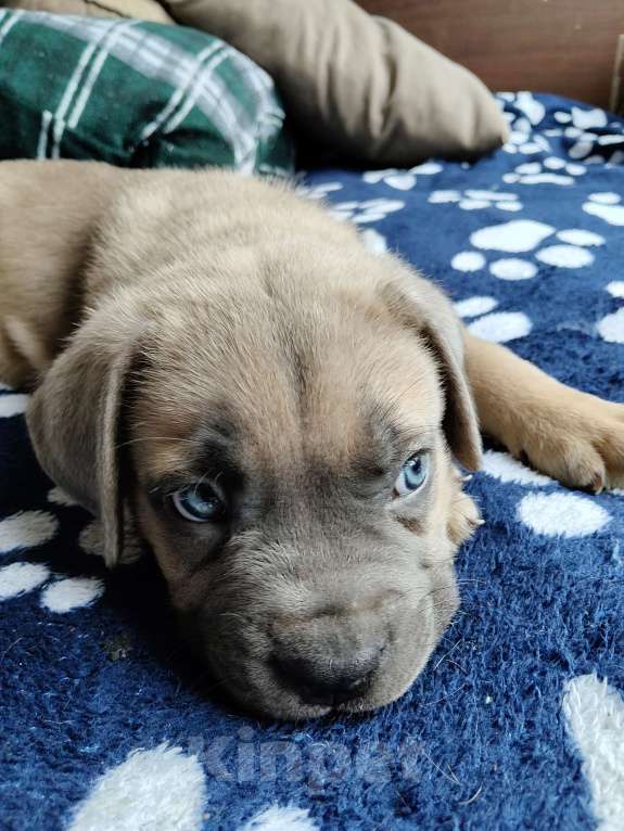 Собаки в других городах Краснодарского края: Кане-Корсо, щенок Мальчик, 30 000 руб. - фото 8