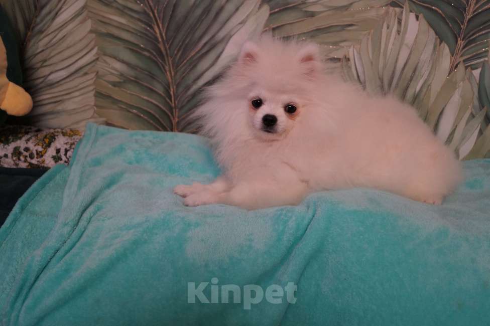 Собаки в Москве: Щенок померанского шпица-белый Мальчик, 25 000 руб. - фото 6