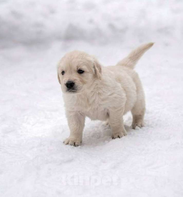 Собаки в Москве: Щенки золотистого ретривера Мальчик, 100 000 руб. - фото 1
