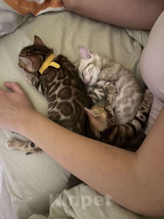 Кошки в других городах Московской области: Бенгальский котик браун Мальчик, 90 000 руб. - фото 3