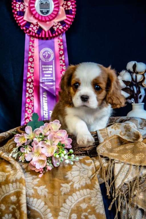 Собаки в Электростали: Мальчик кавалер кинг чарльз спаниель Мальчик, 60 000 руб. - фото 1