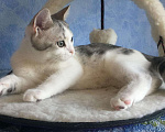 Кошки в Острогожске: Мальчики Мальчик, 2 500 руб. - фото 4
