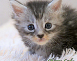 Кошки в Болхове: Мейн Кун девочка Девочка, 35 000 руб. - фото 1