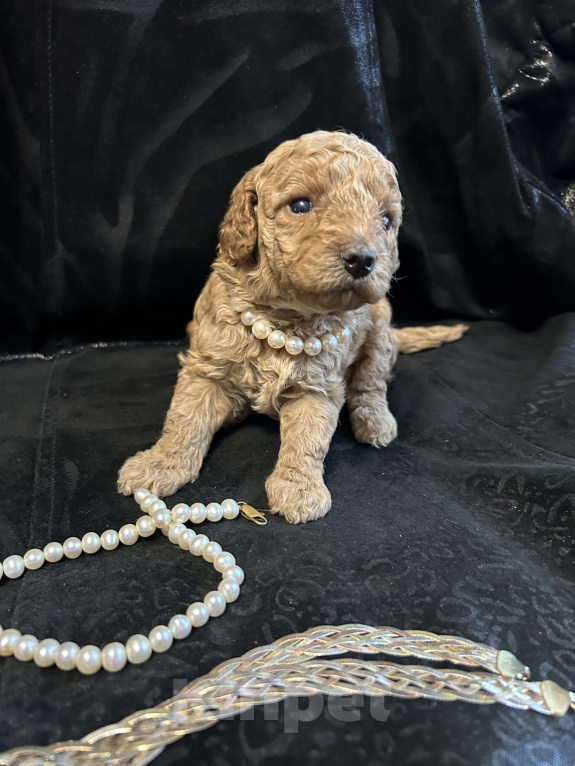 Собаки в Ногинске: Продажа щенка той пуделя  Девочка, 75 руб. - фото 2