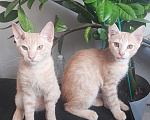Кошки в Уфе: 3 котенка Мальчик, Бесплатно - фото 4