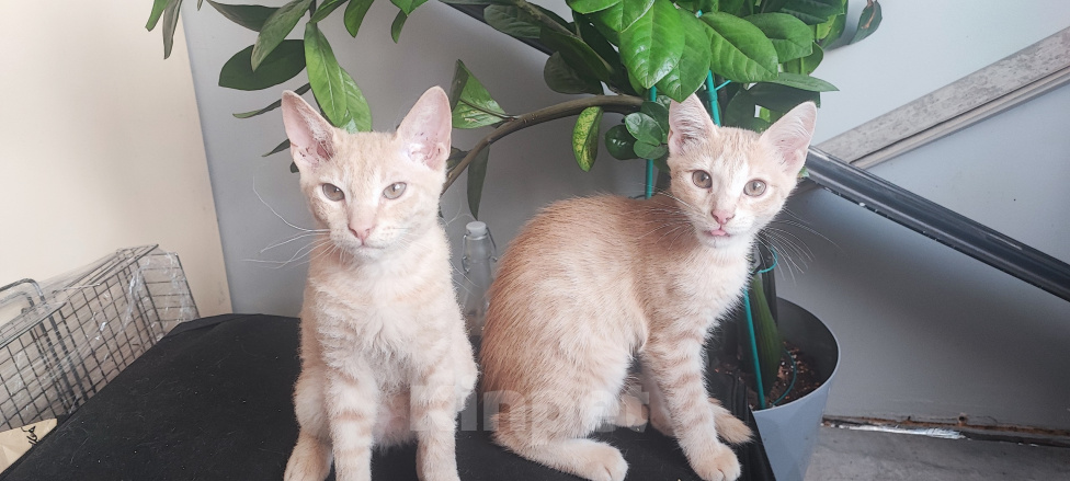 Кошки в Уфе: 3 котенка Мальчик, Бесплатно - фото 4