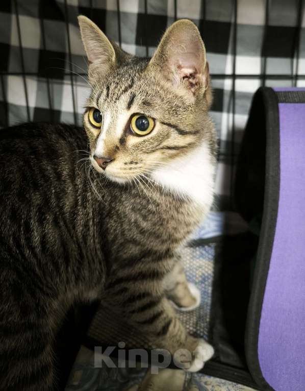 Кошки в Санкт-Петербурге: Добрый котик около 4 мес Мальчик, Бесплатно - фото 1