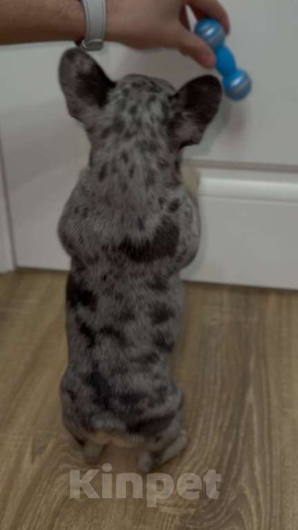 Собаки в Краснодаре: Французский бульдог Девочка, 30 000 руб. - фото 6