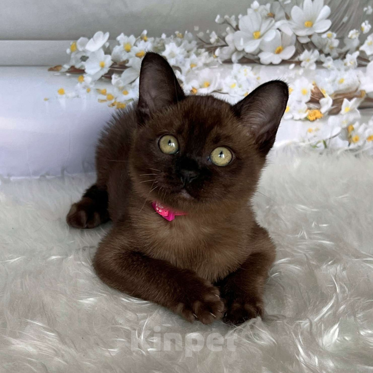 Кошки в Москве: Бурманский котёнок в соболином окрасе, девочка Девочка, 80 000 руб. - фото 2