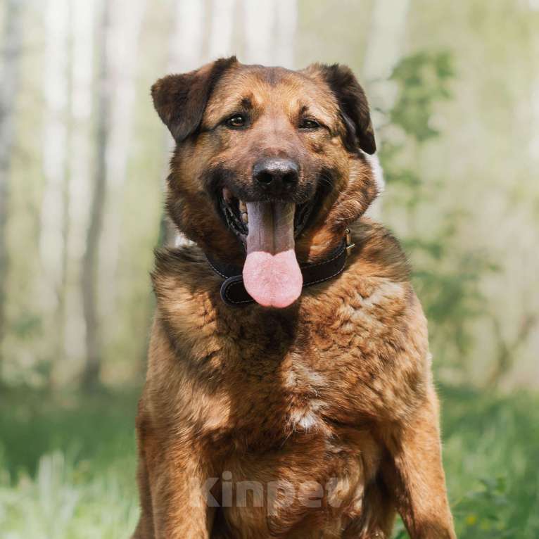 Собаки в Москве: Питер Мальчик, Бесплатно - фото 2