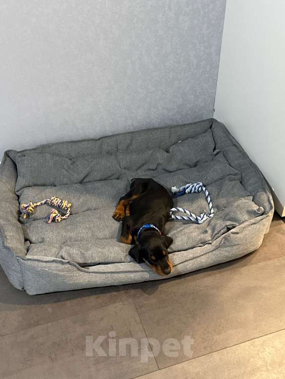 Собаки в других городах Бурятии: Доберман щенок Мальчик, 25 000 руб. - фото 1