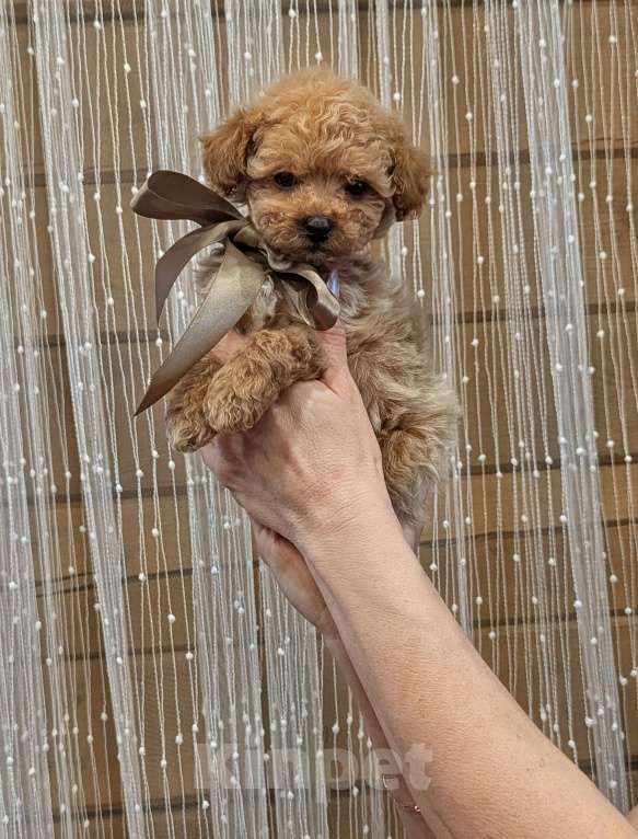 Собаки в Москве: Мальтипу мини Мальчик, 90 000 руб. - фото 2