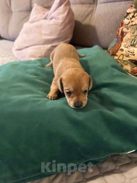 Собаки в Волгограде: Продаются щенки чивини Мальчик, Бесплатно - фото 6