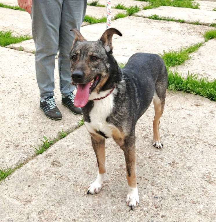 Собаки в Москве: ШАНС для ласкушечки Мэри на дом и любимую семью  Девочка, Бесплатно - фото 9