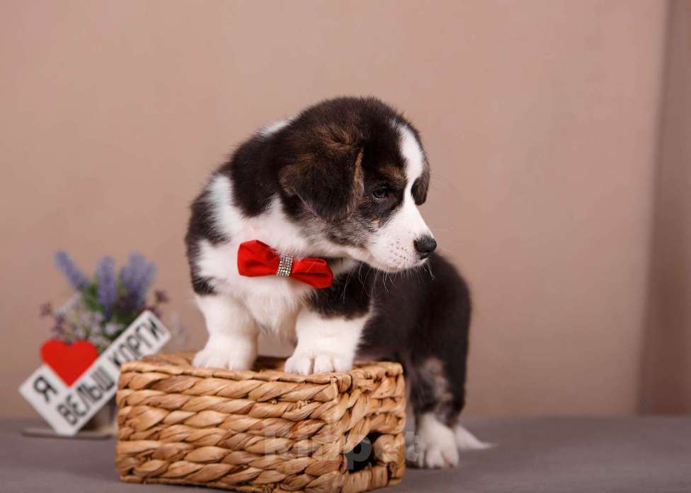 Собаки в других городах Ленинградской области: Нарядный кобель вельш корги кардиган ждёт родителей !  Мальчик, 60 000 руб. - фото 2