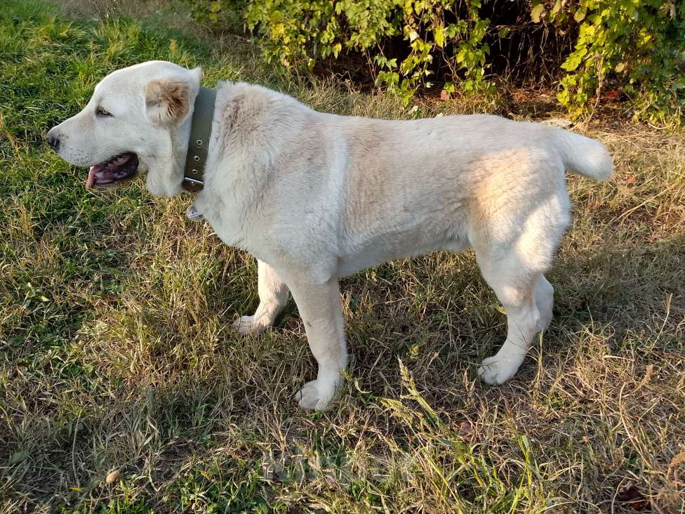 Собаки в других городах Краснодарского края: Алабай (САО)  Мальчик, Бесплатно - фото 4