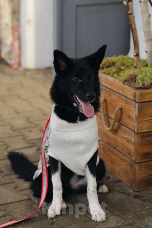 Собаки в Костроме: Бэллочка в поиске дома.  Девочка, Бесплатно - фото 2