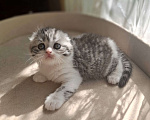 Кошки в Ярославле: Шотландская вислоухая короткошерстная девочка Девочка, 45 000 руб. - фото 5