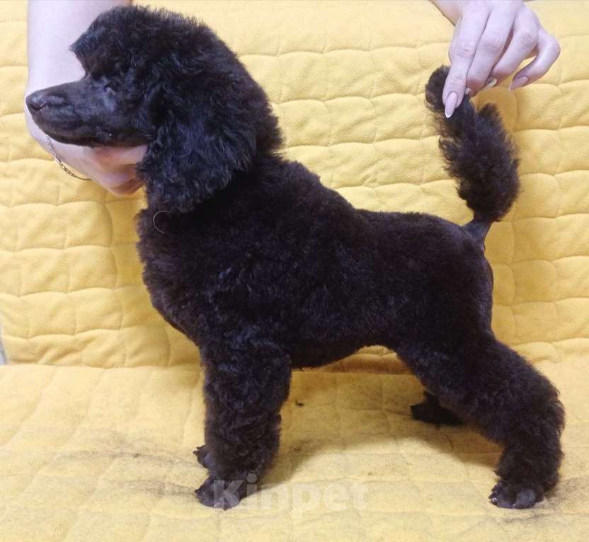 Собаки в Ижевске: Пудель средний шоколадный  Девочка, 100 000 руб. - фото 2
