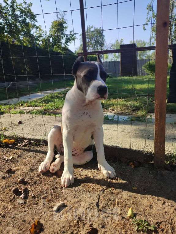 Собаки в Самаре: Нежная добрая девочка амстаффа  Девочка, 60 000 руб. - фото 2