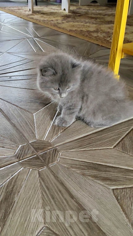 Кошки в других городах Краснодарского края: Котята британской породы Мальчик, 5 000 руб. - фото 1
