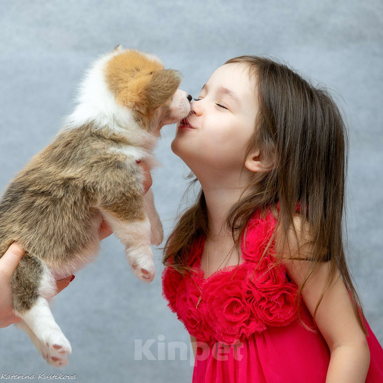 Собаки в Москве: Девочка корги пемброк  Девочка, Бесплатно - фото 8