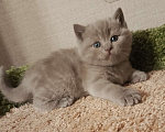 Кошки в Всеволожске: Красивая британская малышка Девочка, 25 000 руб. - фото 4