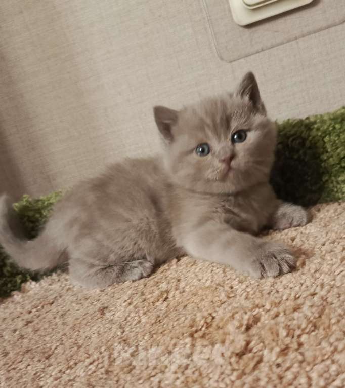 Кошки в Всеволожске: Красивая британская малышка Девочка, 25 000 руб. - фото 4