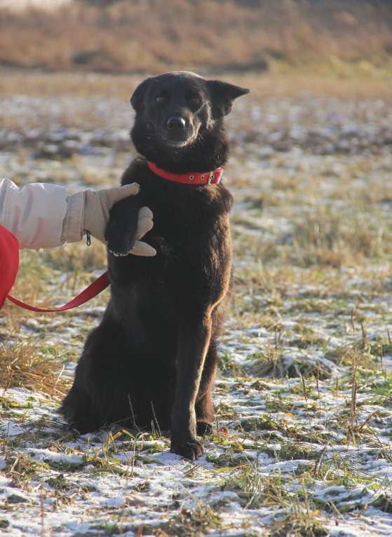 Собаки в Москве: Васса Девочка, Бесплатно - фото 3