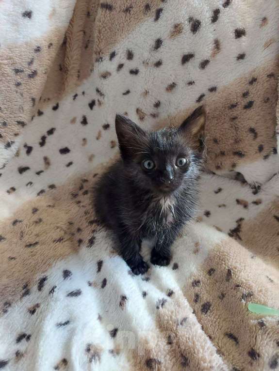 Кошки в Москве: Нежная кошечка Ночка 1,5 месяца ищет дом Девочка, Бесплатно - фото 3
