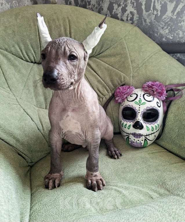 Собаки в Белгороде: Щенок ксолоитцкуинтли стандарт Мальчик, 90 000 руб. - фото 1