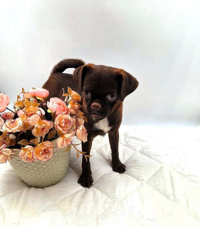 Собаки в Новосибирске: Пти-брабансон шоколад щенок Мальчик, 50 000 руб. - фото 3