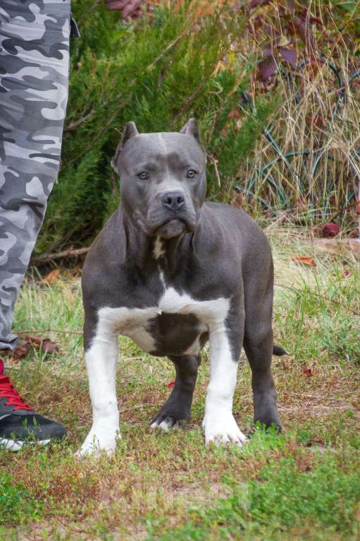 Собаки в других городах Московской области: Американский булли Девочка, 70 000 руб. - фото 4