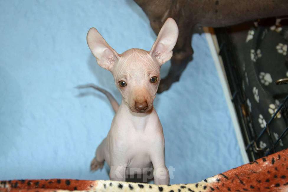 Собаки в Москве: Щенок девочка ксолоитцкуинтли мини  Девочка, 60 000 руб. - фото 3