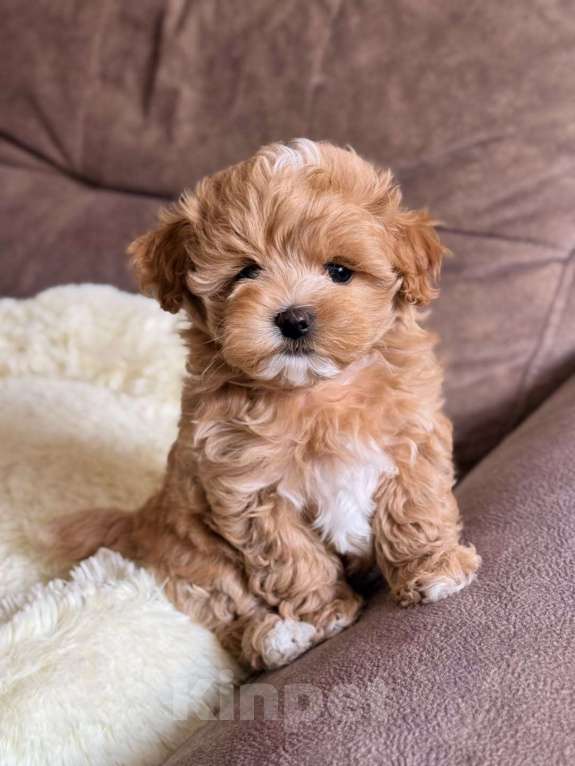 Собаки в Красноярске: Мальтипу, щенок Мальчик, 180 000 руб. - фото 2