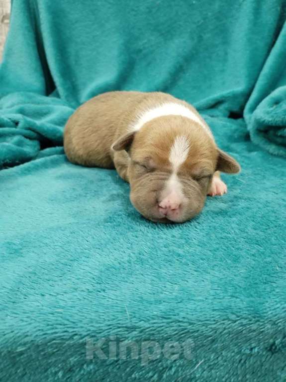 Собаки в Белгороде: Щенки американского стаффордширского терьера  Мальчик, 80 000 руб. - фото 4