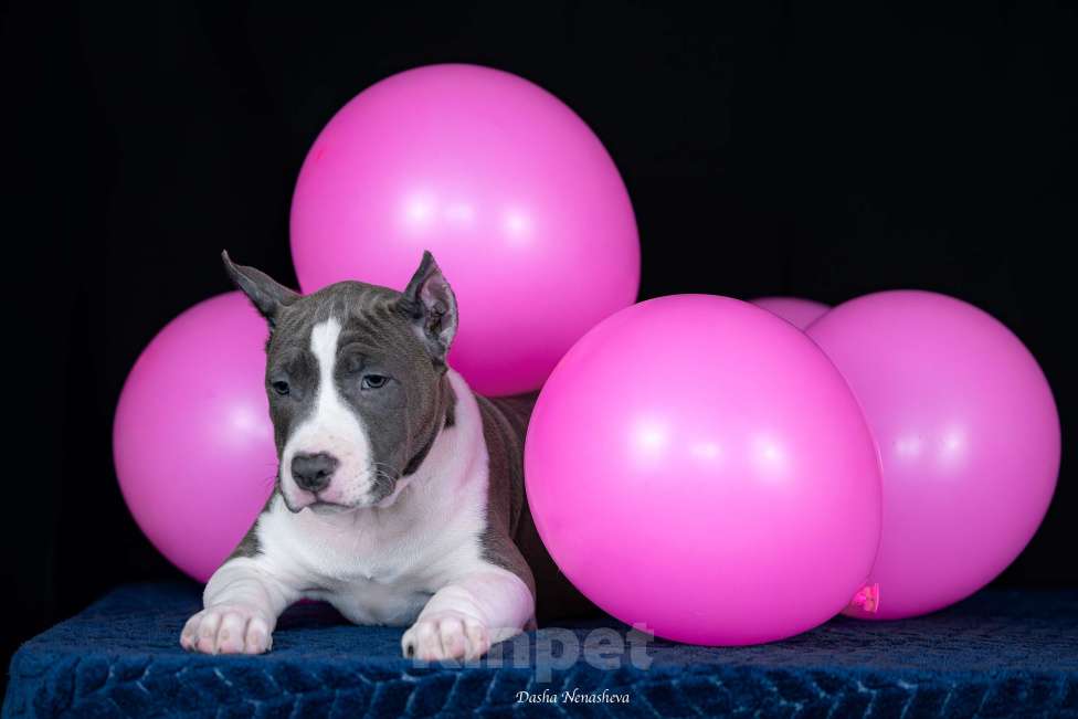 Собаки в Москве: Щенки американского стаффордширтерьера Девочка, 120 000 руб. - фото 4