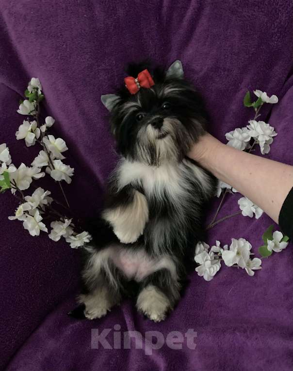 Собаки в Москве: Чёрный йорк девочка стандарт кукольная Девочка, 70 000 руб. - фото 2