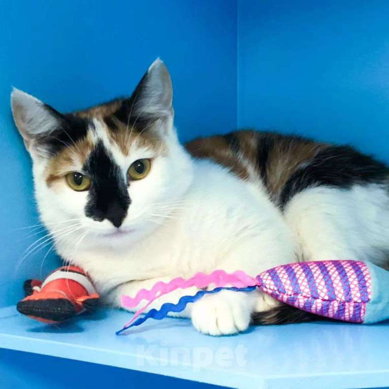 Кошки в Москве: Спасиье ласковую кошечку! Девочка, Бесплатно - фото 3