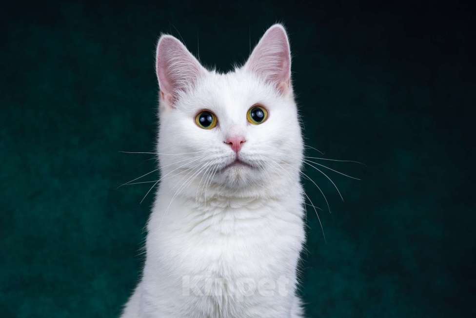 Кошки в Москве: Зефир ищет дом Мальчик, Бесплатно - фото 3