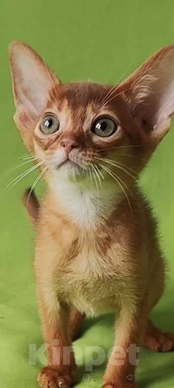 Кошки в Краснодаре: Абиссинские котята Мальчик, 80 000 руб. - фото 2