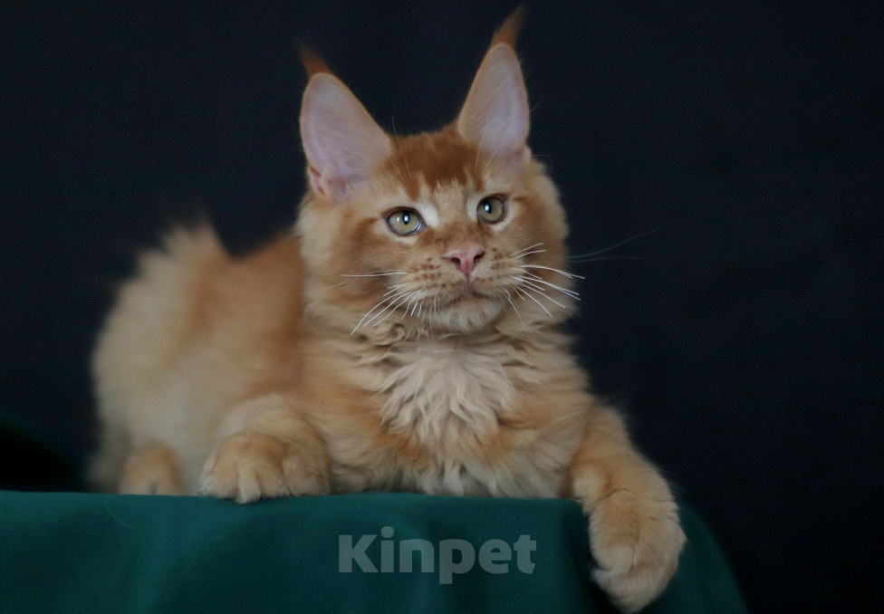 Кошки в Санкт-Петербурге: Котёнок мейн-кун Мальчик, 100 000 руб. - фото 3