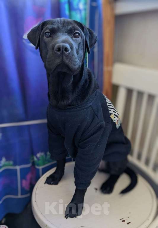 Собаки в Краснодаре: Метис шарпея, чудесная девочка Девочка, Бесплатно - фото 2