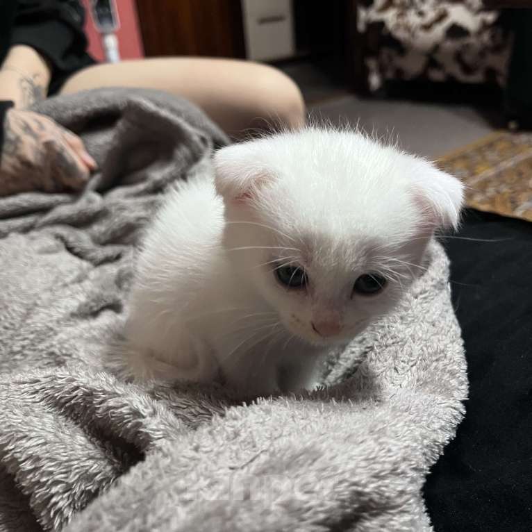 Кошки в Симферополе: Красавчики вислоушки Девочка, 6 000 руб. - фото 4